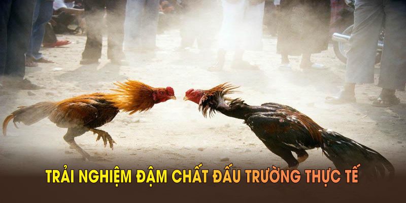 Trực tiếp đá gà thomo mang lại chuỗi trải nghiệm đậm chất đấu trường thực tế